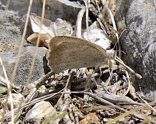 oriental meadow brown